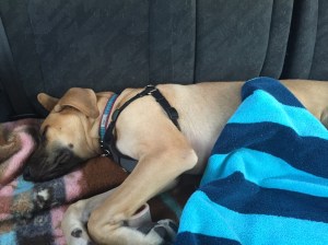 Luna did pretty well in the car