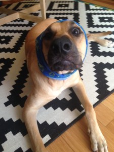 Another one of Luna, just because.