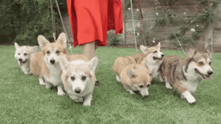 corgis.gif
